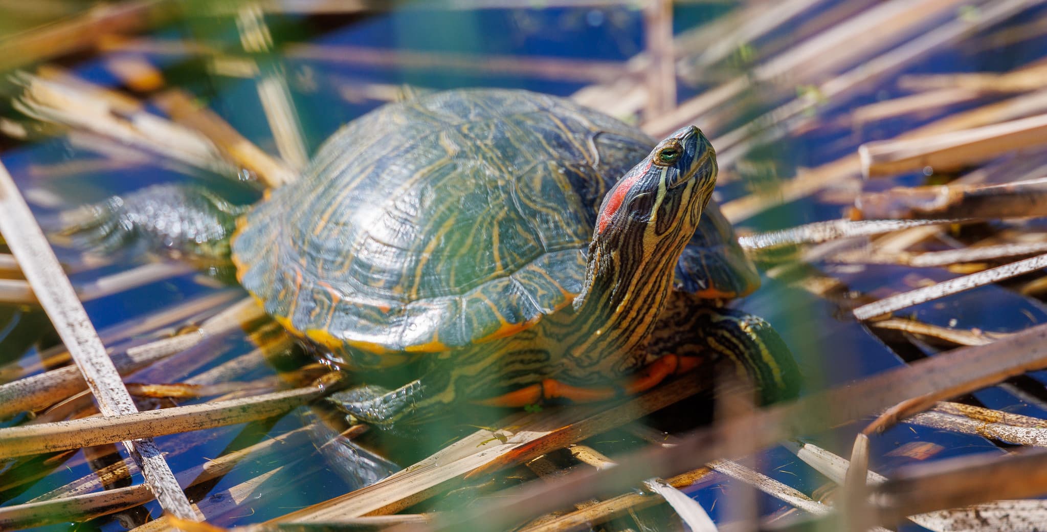 Red-Eared Slider