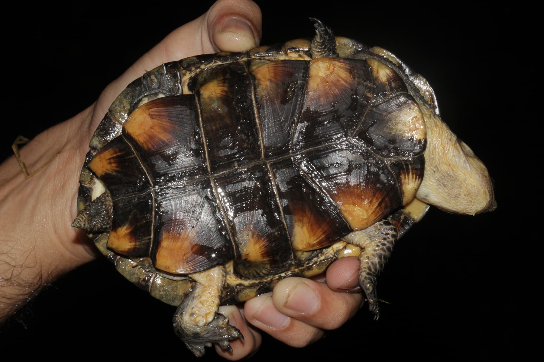 Shell Bottom features