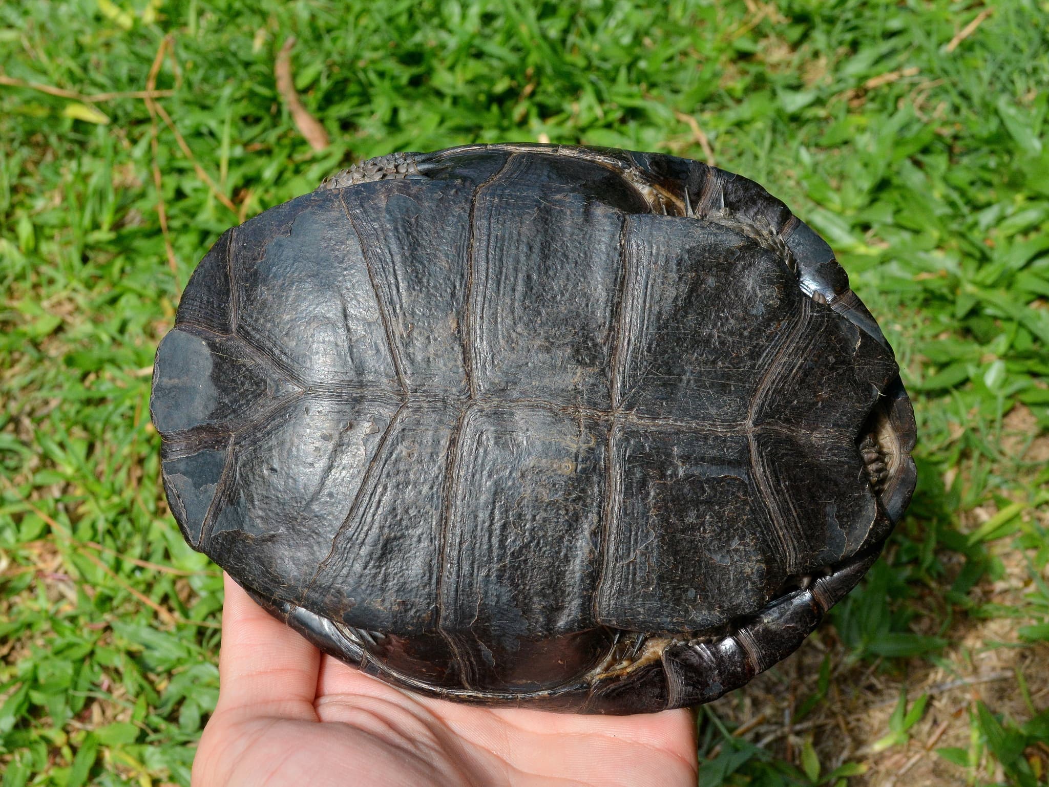 Shell Bottom features