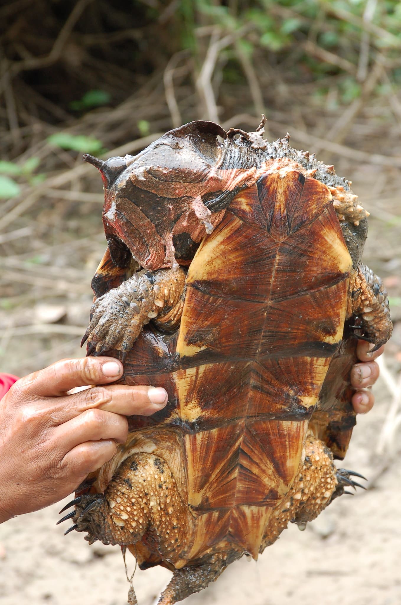 Shell Bottom features