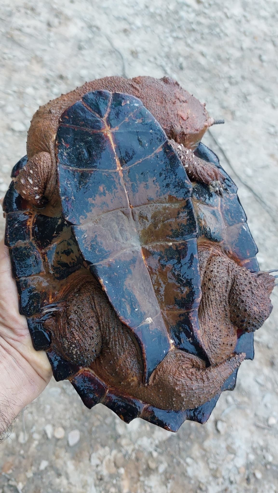 Shell Bottom features