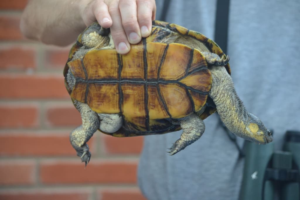 Shell Bottom features